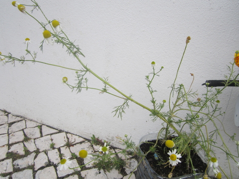 Como já não tínhamos espaço na horta, foram colocadas em garrafões de plástico junto a esta.